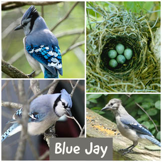 Blue Jay